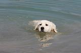 GOLDEN RETRIEVER 893